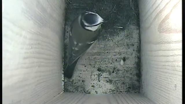 Gardenature nestbox with camera Blue Tits showing Interest