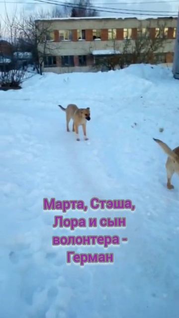 Три собаки и ребенок!Озерские красавицы! ч.3. Бездомные животные. #shorts#dogs#stray_animals