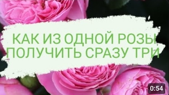 КАК ИЗ ОДНОЙ РОЗЫ ПОЛУЧИТЬ СРАЗУ ТРИ🌹 24.06.2022 г.