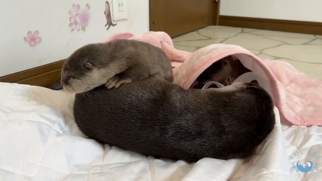 Cleft Lip Baby Otter is Ticklish and Smiles!