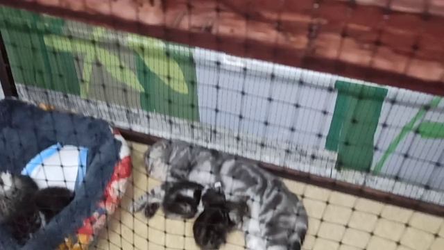 Я  у котиков