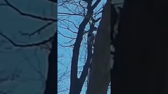 Вот это Дятел в Самаре !