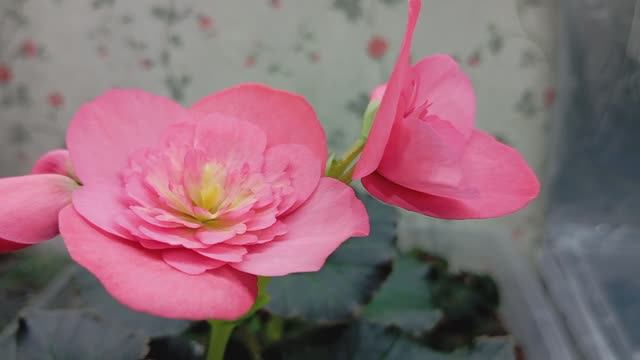 Бегония Соления Дарк Пинк (Begonia Solenia Dark Pink)