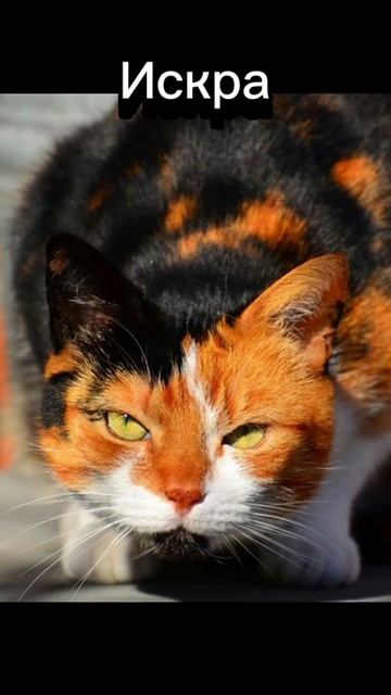 Коты воители. Но в реальной жизни (моя версия)