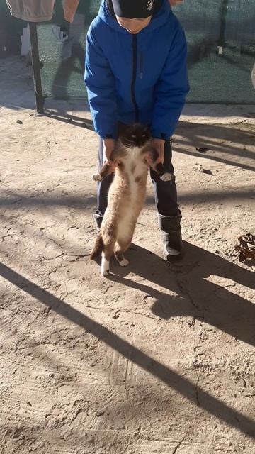 🐱 кот БУ