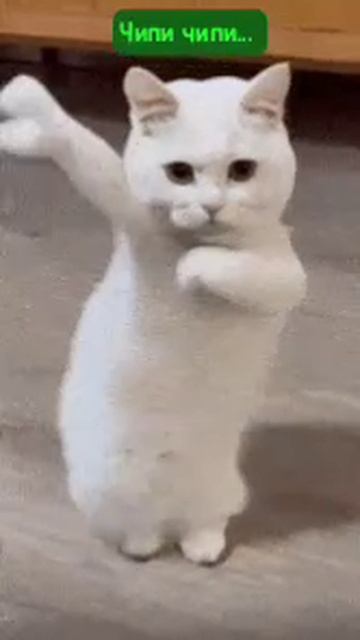 чири чипи чапа чапа