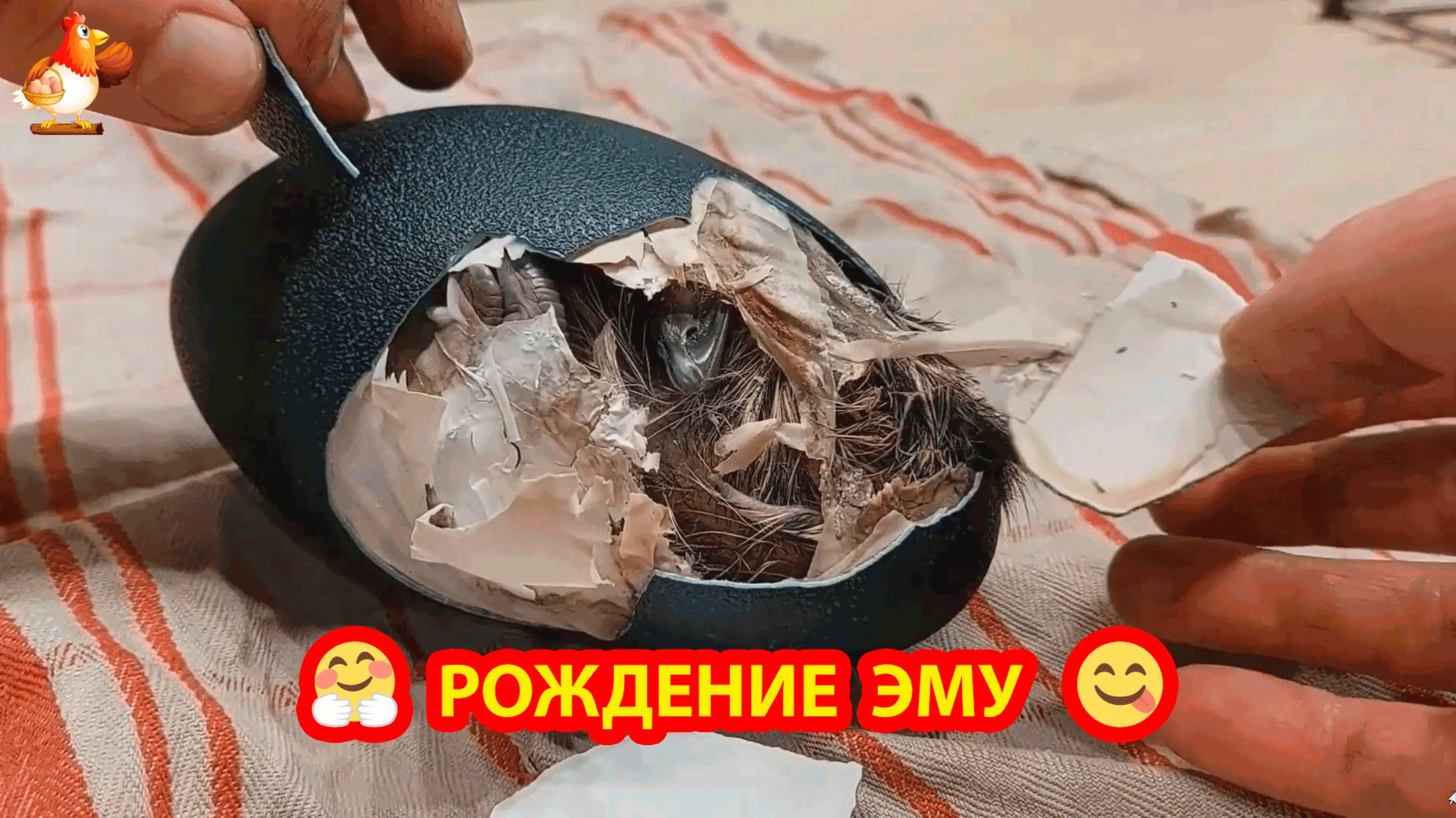 Рождение Эму на 45-й день инкубации и добрые руки хозяина ❣️🤗😍