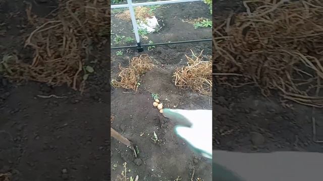 Копаю картофель и сразу отбираю на семена часть6. Эксперименты дяди Вити. В телеграмме больше видео.