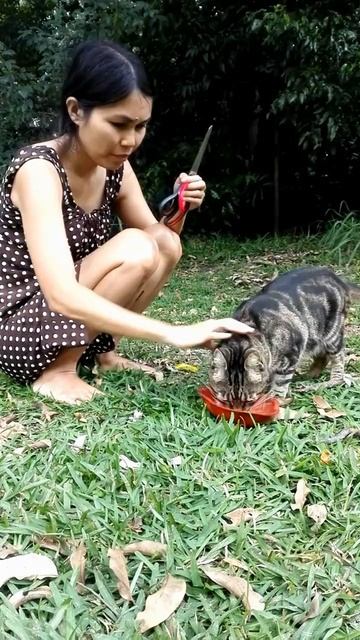 Cat Collar against fleas and ticks I for more videos please visit to KAGnew