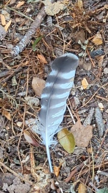 Red Shouldered Hawk Short Feather with Brown & White Stripes on Cross Seminole Trail! Oviedo