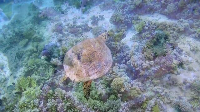 24 Hours Of Beautiful Coral Reef Fish 4K ULTRA HD - Relaxing Ocean Fish With Relax Music