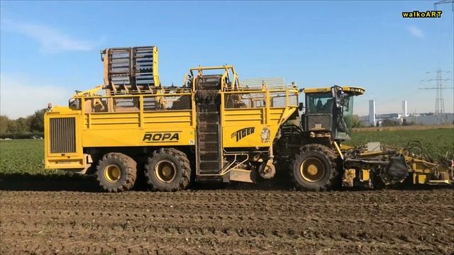 ROPA euro-Tiger Mercedes-Benz V8 * Zuckerrübenernte - Sugar beet harvest - gelbes yellow MONSTER