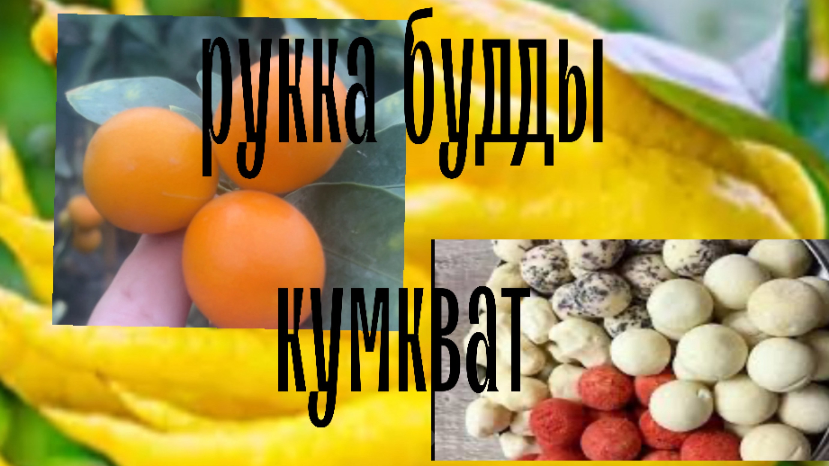 Казахстан .Цитрусовые .Курт