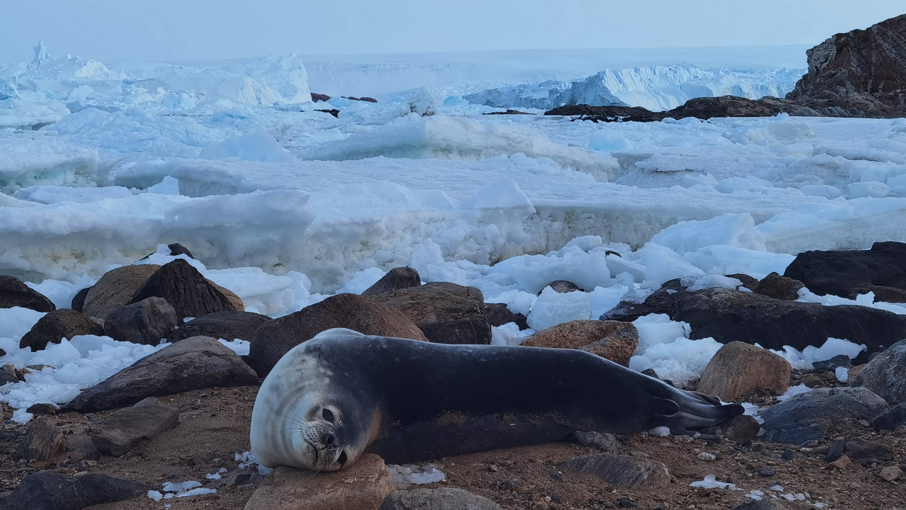 Встреча с тюленем на пляже. meeting_with_seal_on_beach