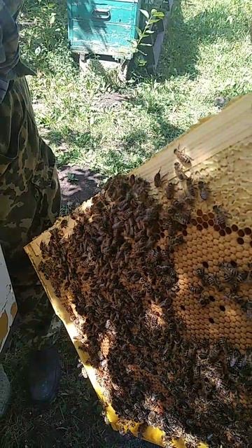 Осмотр пчелосемьи