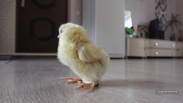 Цыплёнок с пластырем. Выправляем ноги