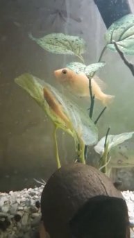 Анцитрус альбинос и аулонакара.