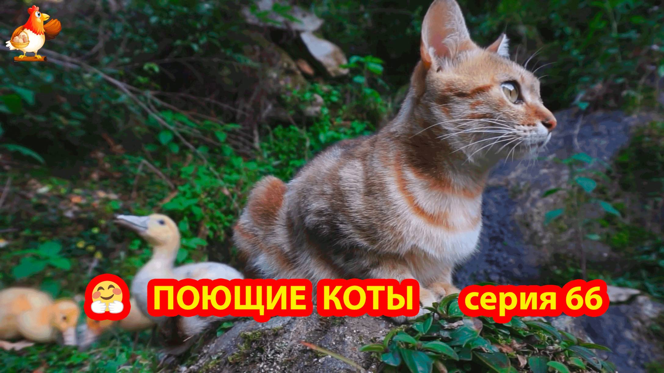 Крутые коты у птичьего двора серия (66) 🐈🐈⬛😹 Природа Абхазии и подворье с птицами и животными ❣️