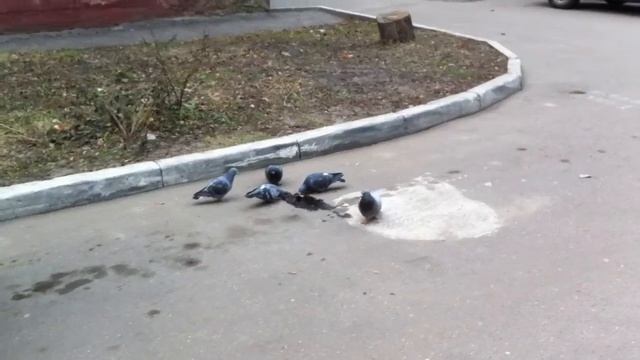 Суровые Брянские голуби