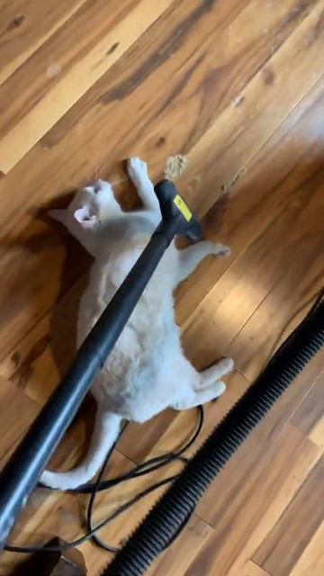 How to get a deaf cat out of your way when vacuuming....