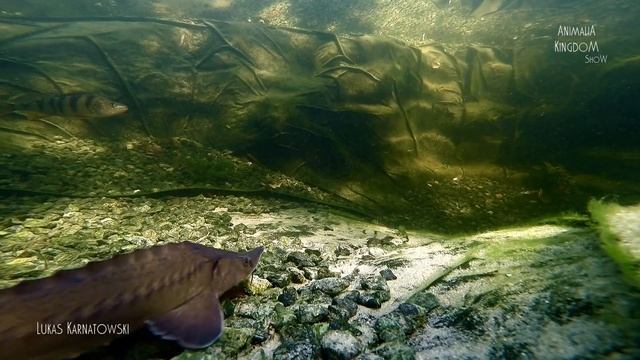 Sterlet (Acipenser ruthenus) & Siberian Sturgeon (Acipenser baerii)-Animalia Kingdom Show