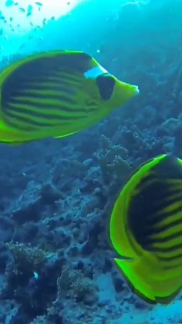 Подводная жизнь Красного моря