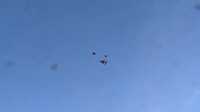 Николаевские голуби