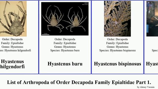 List of Arthropoda of Order Decapoda Family Epialtidae Part 1. hyastenus macrocoeloma herbstia