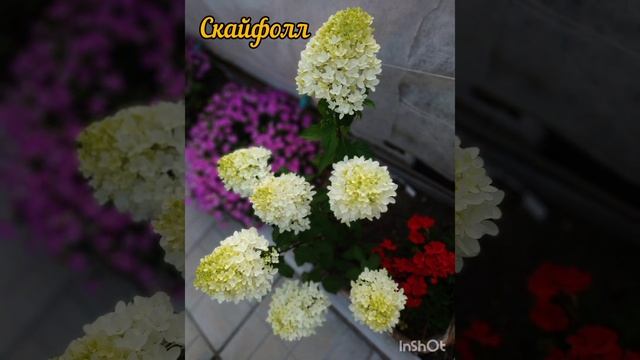 Как перезимовали метельчатые гортензии в контейнерах.