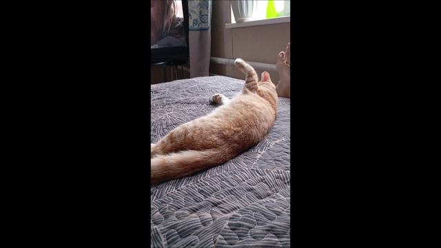 Кот. Фокс