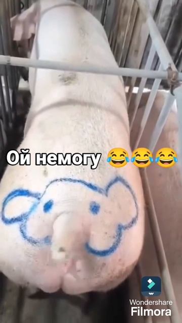 Вот вам и хрю хрю