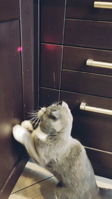 Взрослый ребёнок 🐱