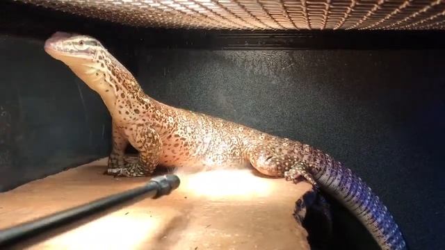 Varanus panoptes argus monitor