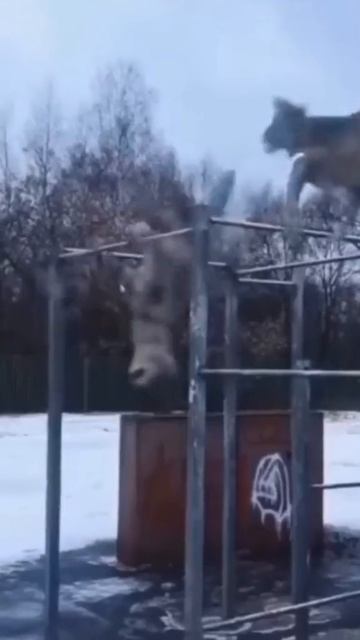 Мудрость волка