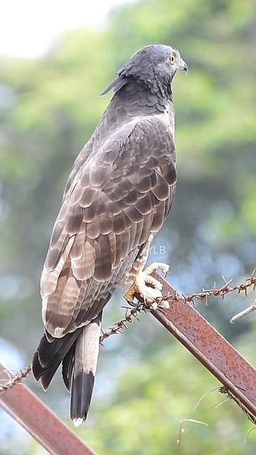 Crested Honey Buzzard - male right profile