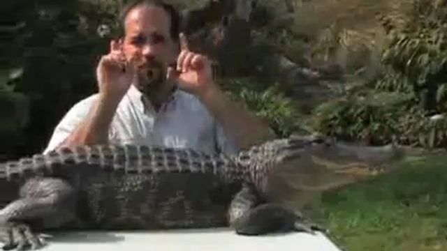 Dan Breeding and Auggie the Alligator