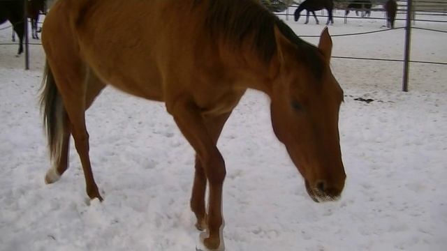 Мои донские красотки. Видео от 07.02.2018 г.