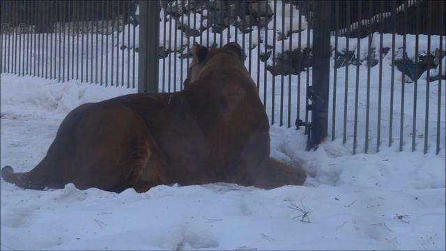 Львы Нейтири и Ричард на прогулке22.01.2025