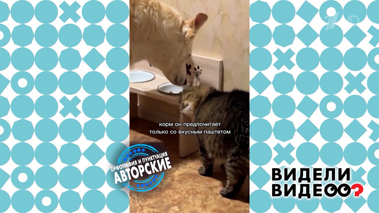 Кот-помощник. Видели видео? Фрагмент выпуска от 02.02.2025