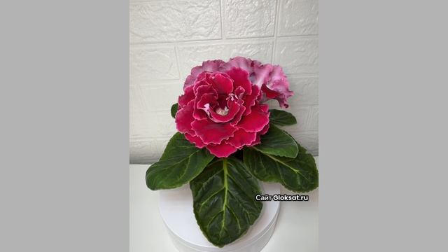 САТ- Милан 🌺🌺🌺
