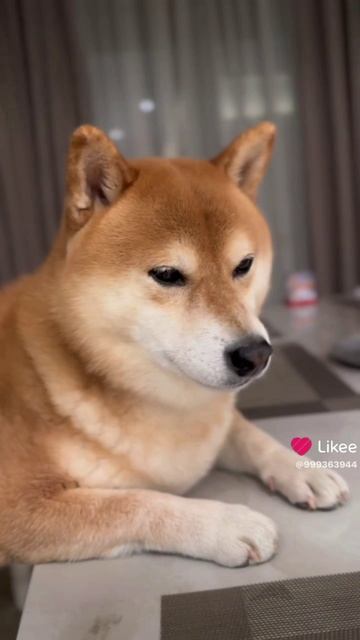 Моя ПРЕЛЕСТЬ 🙂
#барни #барнюша #любимыепитомцы #собаки #друг