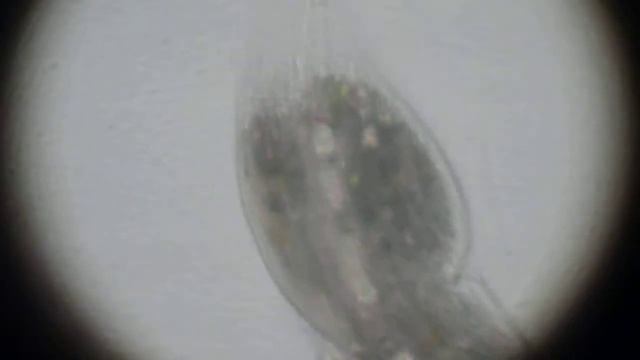 Mystery Ciliate dividing