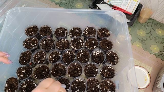 Сею лобелию двумя способами.Какой способ окажется более подходящим