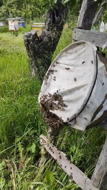 Пчелиный рой 2023. A swarm of bees 2023.