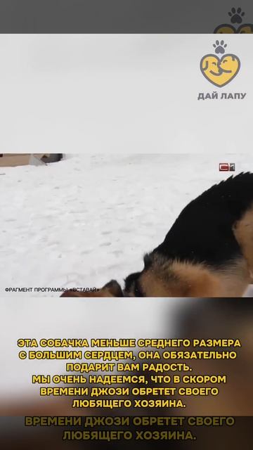 Джози ищет любящих хозяев 😍