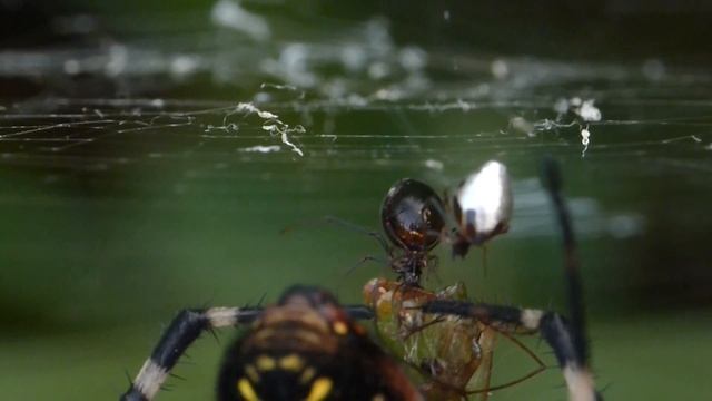 b argyrodes succhiano il conocefalo 2