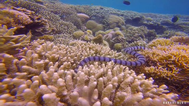 Banded Sea Snake