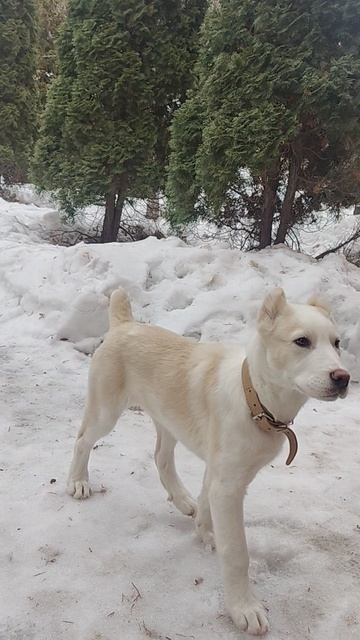 **"Кто там? Я на страже! 🐾🔊**  
Умка, маленький, но уже очень ответственный алабай