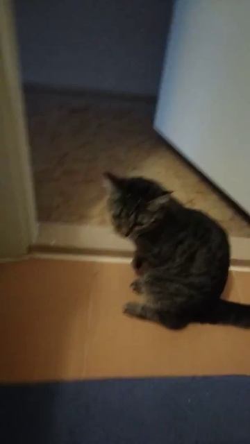Кошка и глючащая стиралка