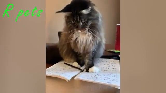 Я РЖАЛ КОГДА УВИДЕЛ ЛУЧШИЕ ПРИКОЛЫ ДО СЛЁЗ😂😂